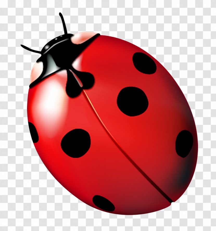 Ladybird Ladybug, Fly Away Home Clip Art - Beetle - Red Ladybug Transparent PNG