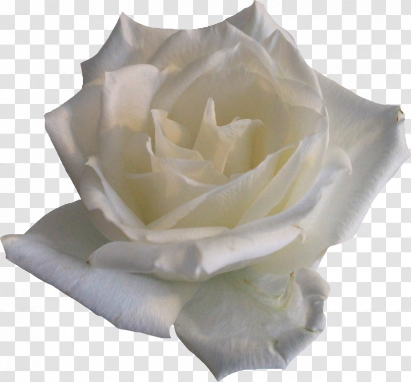 Rose Flower Clip Art - Petal - White Roses Transparent PNG