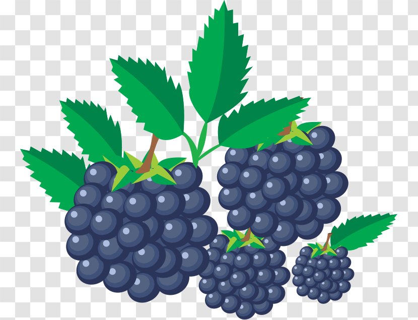 Grape Blackberry Fruit - Natural Foods Transparent PNG