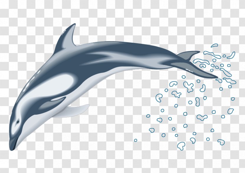 Dolphin Drawing Clip Art - Free Content - Vector Dolphins Transparent PNG