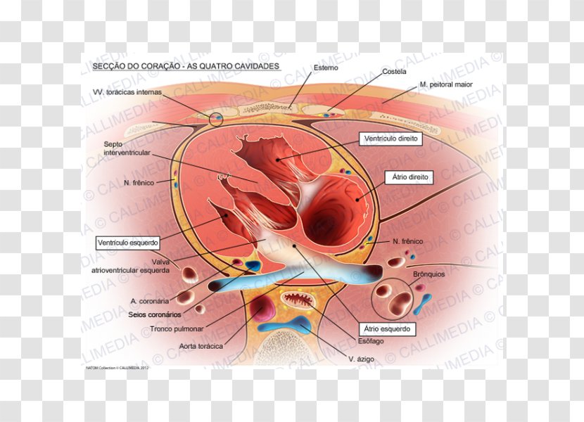 Heart Valve Right Atrium Aorta Anatomy - Silhouette Transparent PNG