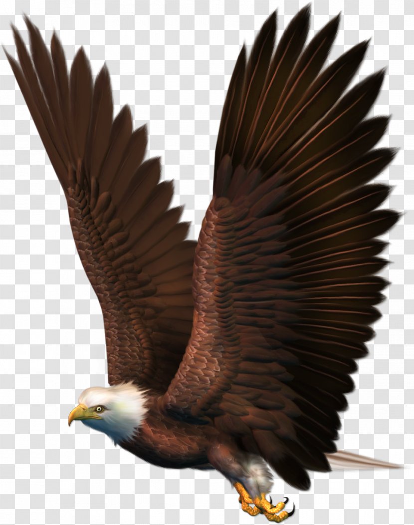 Bald Eagle Clip Art - Beak Transparent PNG