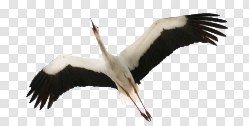 Stork Download Clip Art - Storks Transparent PNG