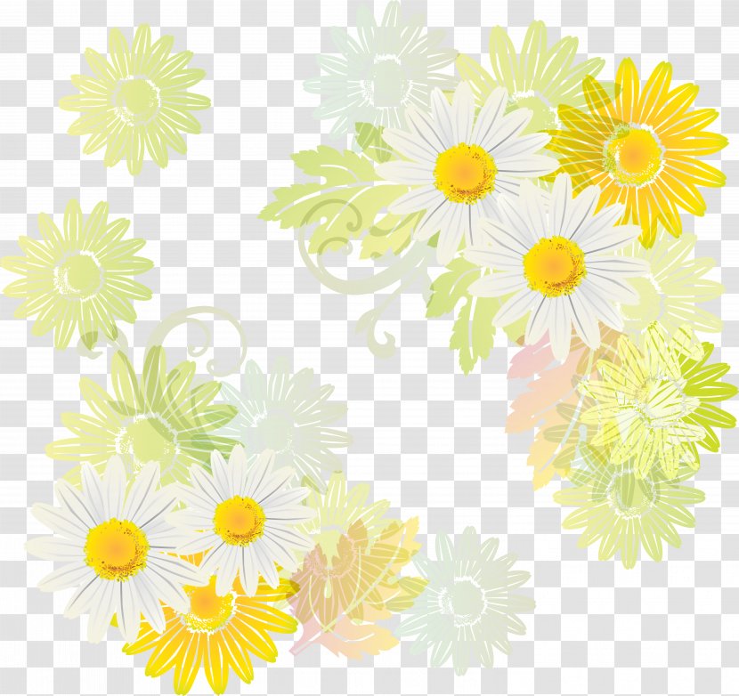 Photography - Transvaal Daisy - Margarita Transparent PNG