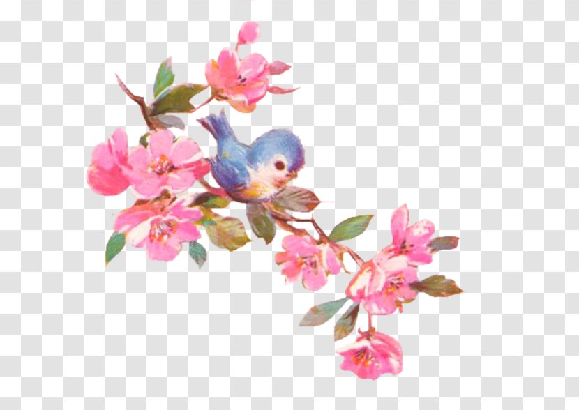 Cherry Blossom Cut Flowers Floral Design - Flower Transparent PNG