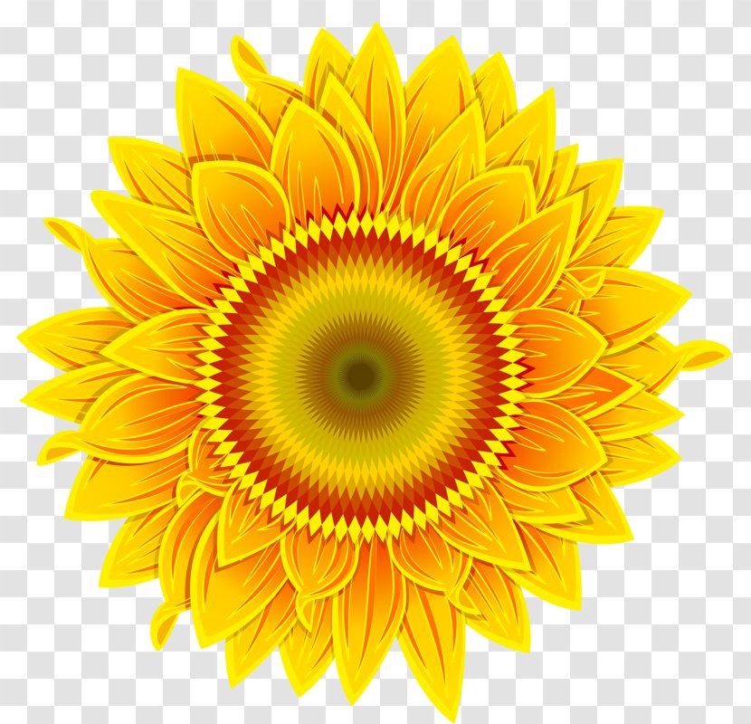 Common Sunflower - Symmetry - Golden Sunflowers Transparent PNG