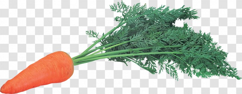 Carrot - Vegetable - Image Transparent PNG