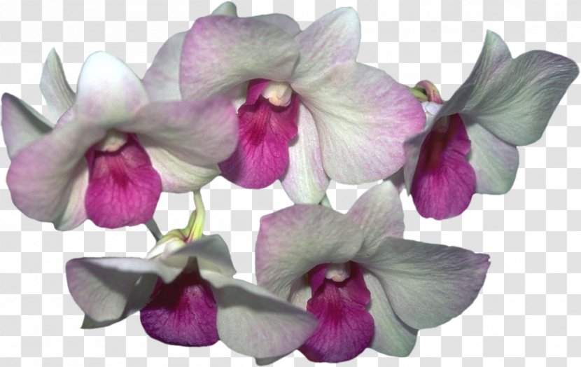 Moth Orchids Psd Adobe Photoshop - Orchid - Petal Transparent PNG