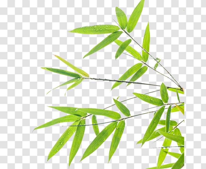 Bamboo Leaf Green Wallpaper - Branch - Background Design Transparent PNG