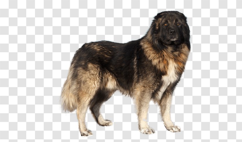 Estrela Mountain Dog Caucasian Shepherd Sarplaninac Carpathian King - Ancient Breeds - Formosan Transparent PNG