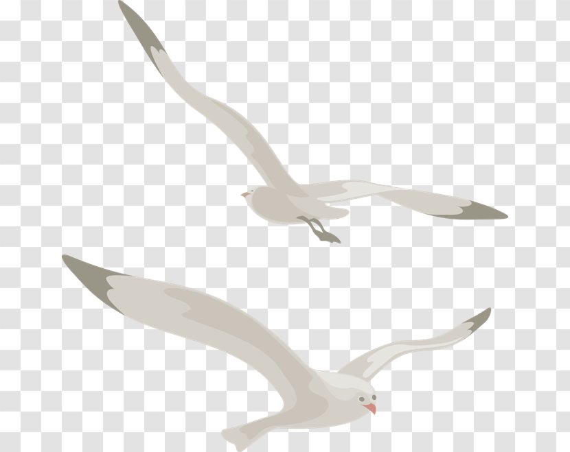 Bird Beak Duck Goose Swan - Wing - Gull Transparent PNG
