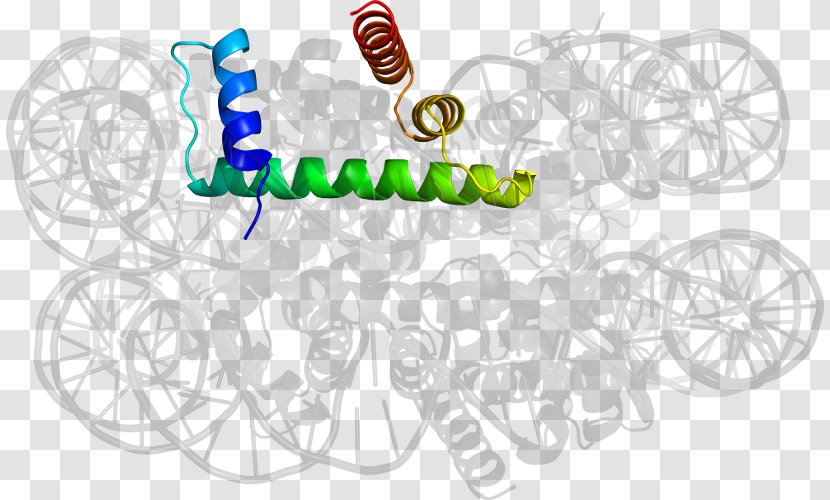 Line Clip Art - Organism - Design Transparent PNG