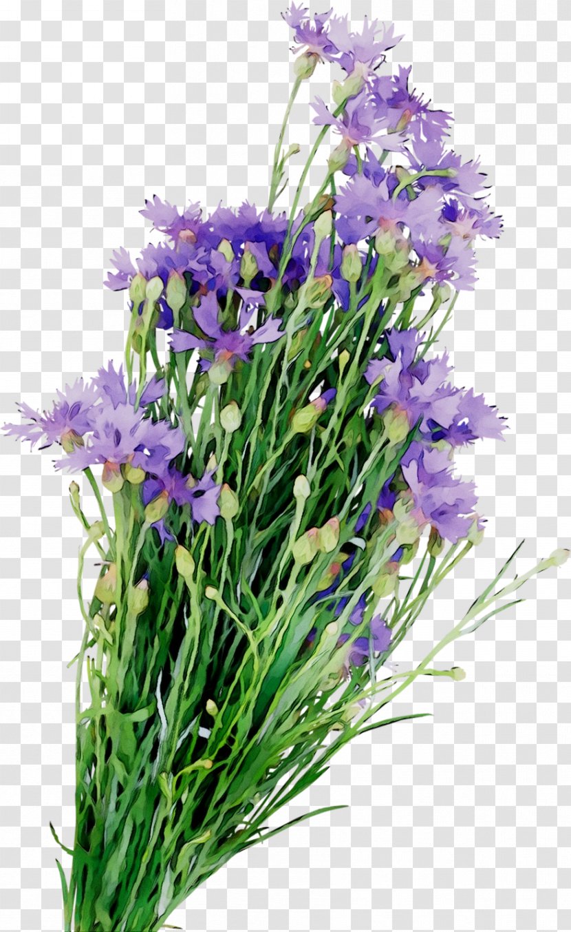 English Lavender Floral Design Cut Flowers Annual Plant - Triplet Lily - Flower Transparent PNG