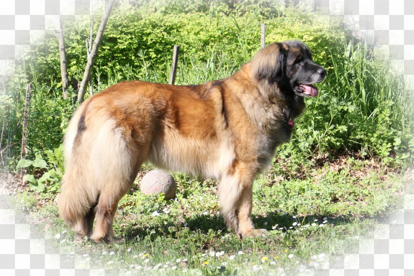 Estrela Mountain Dog Leonberger King Shepherd Caucasian Sarplaninac - Lemp Transparent PNG