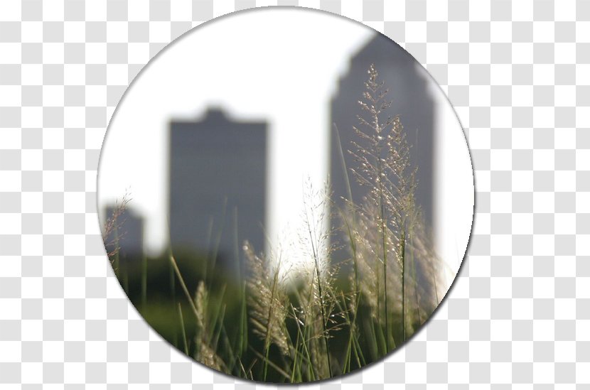 Urban Community Concepts Organization Limited Liability Company - Grass - Sky Plc Transparent PNG