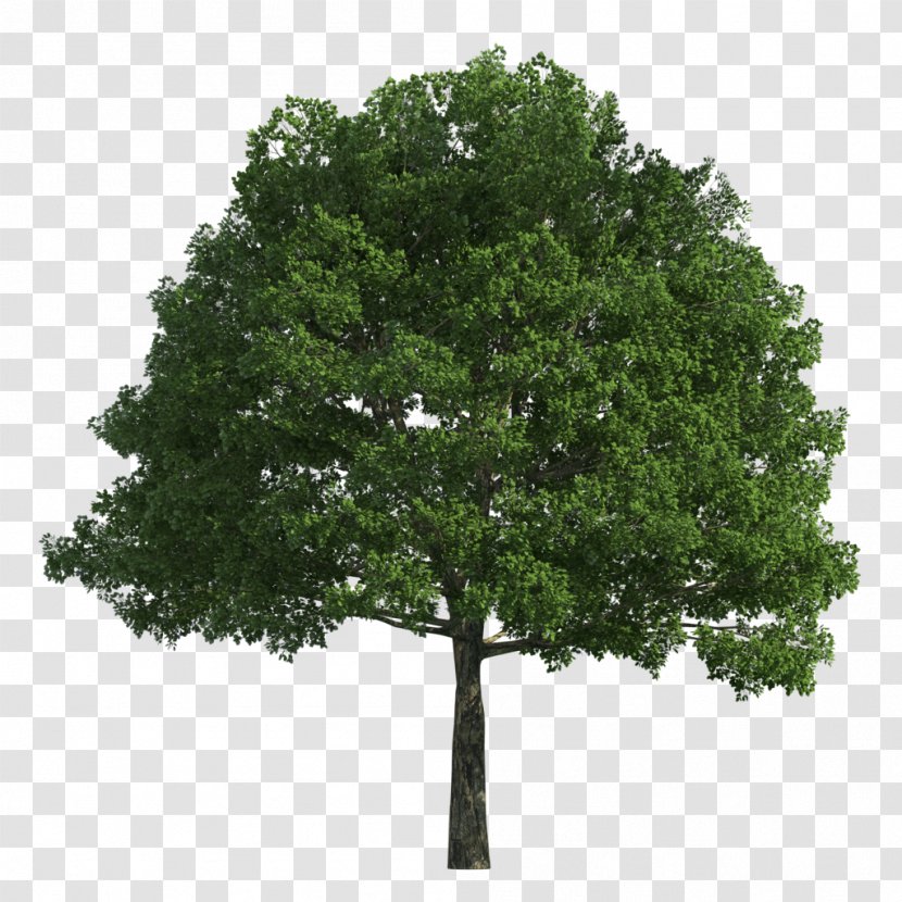 Tree - Plane Family - Giant Trees Transparent PNG