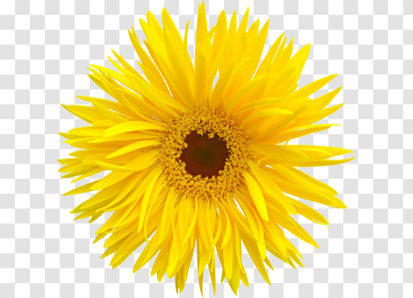 Animation - Edible Flower - Chrysanthemum Transparent PNG