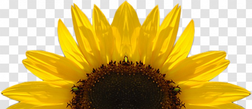 Kansas Common Sunflower Perfect Day - Frame - Download Free High Quality Transparent Images Transparent PNG