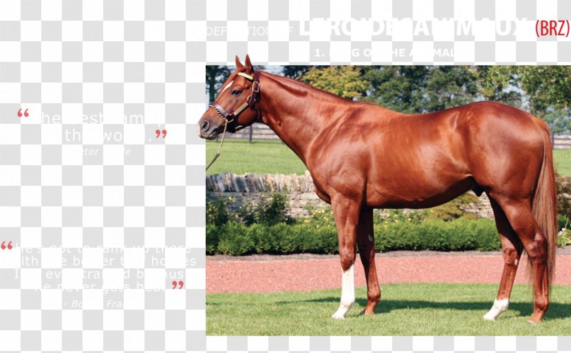 Leroidesanimaux Stallion Mustang Rein Animal Kingdom - Pack Transparent PNG