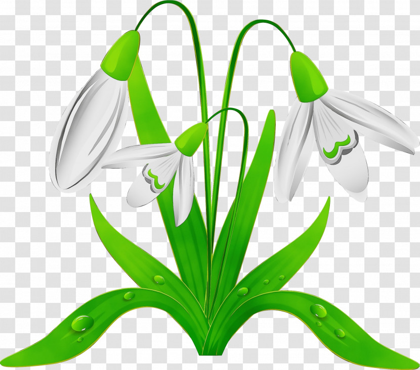 Galanthus Snowdrop Flower Green Plant Transparent PNG