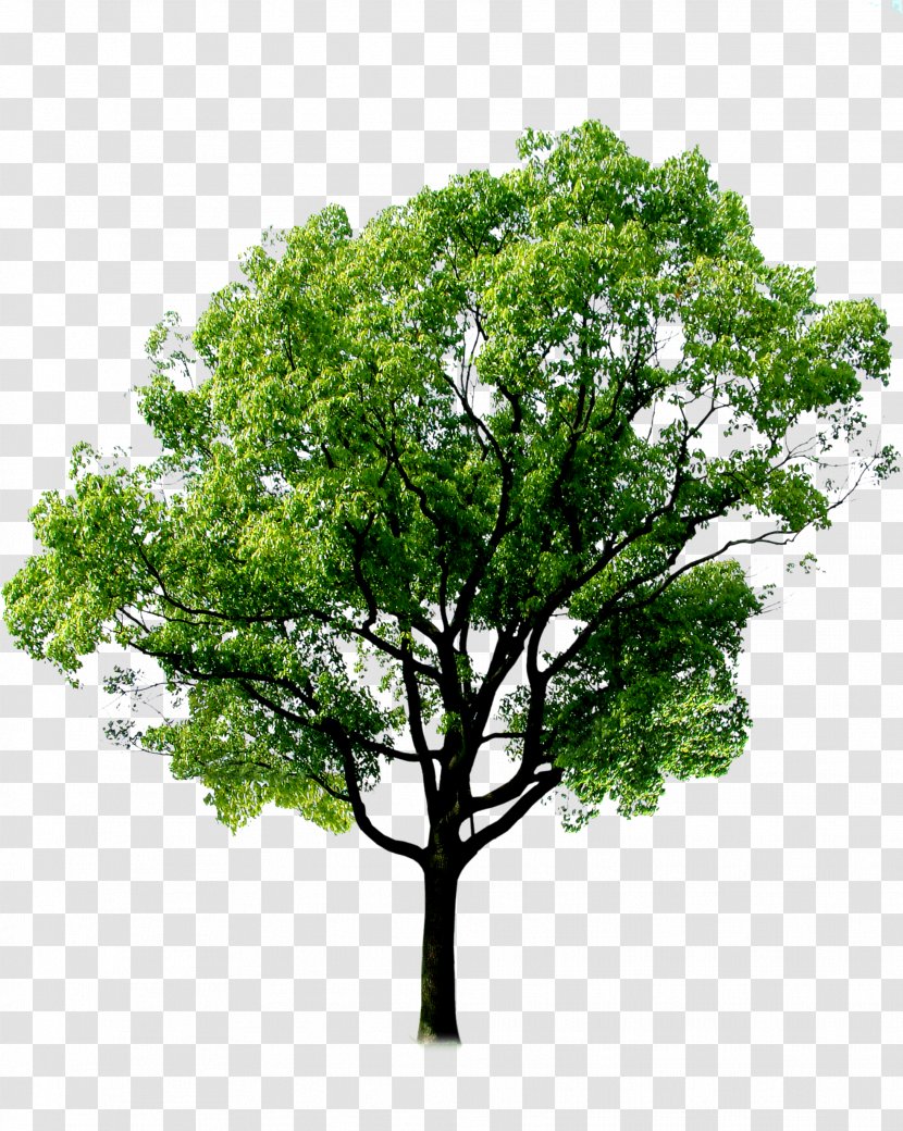 Tree Forest Plant - Grass - Plant,tree,forest Transparent PNG
