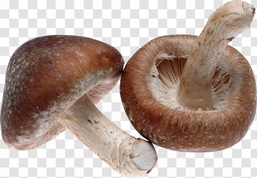 Shiitake Mushroom Food Appetite Fungus Transparent PNG