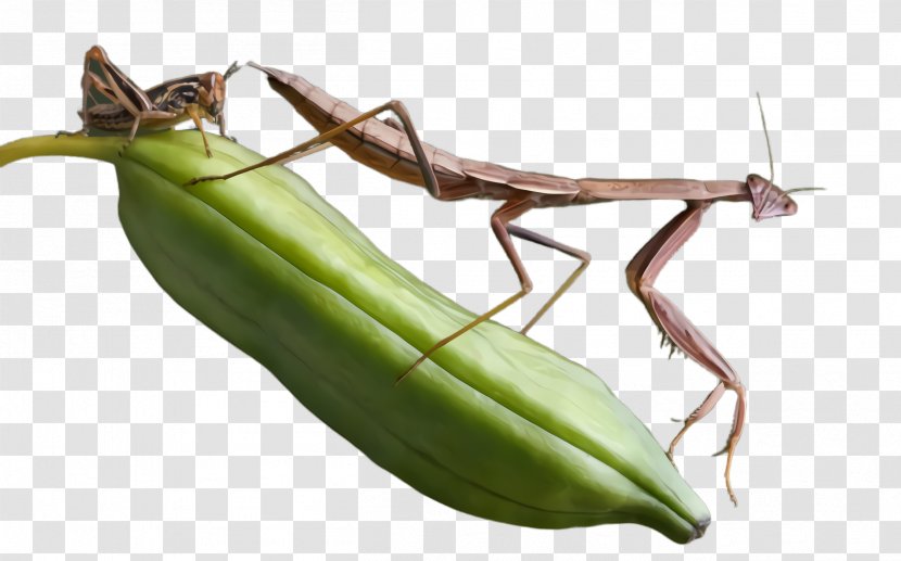 Mantidae Insect Mantis Plant Nepenthes - Grasshopper Transparent PNG