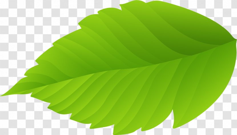 Leaf Download Nature - Small Fresh Green Leaves Transparent PNG