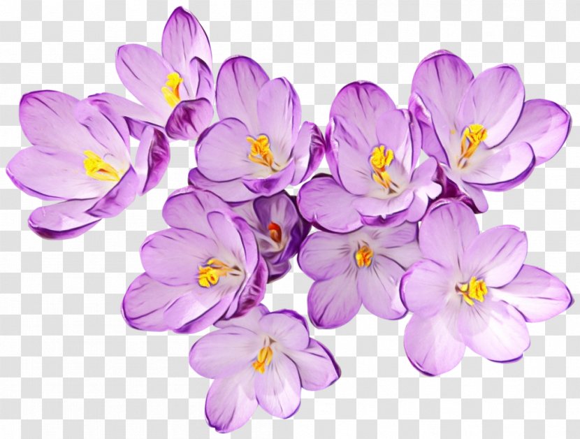 Flowering Plant Flower Petal Violet - Saffron Crocus - Purple Transparent PNG