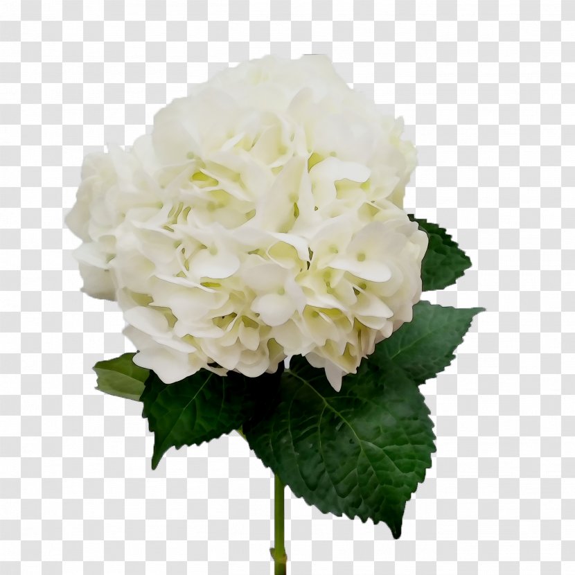 Hydrangea Cut Flowers Floral Design Flower Bouquet - Plants Transparent PNG