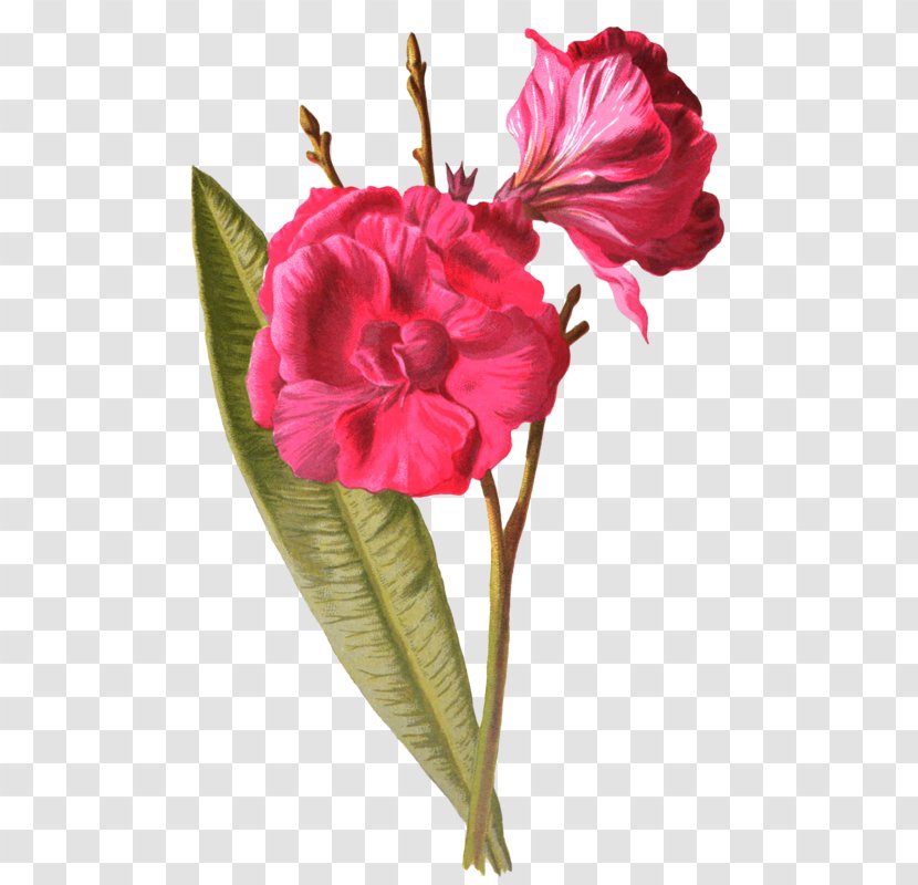 Garden Roses Cut Flowers Carnation Centifolia - Rose - Flower Transparent PNG