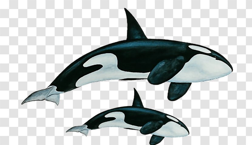 Killer Whale Rough-toothed Dolphin White-beaked Short-beaked Common Whales - Cetacea Transparent PNG