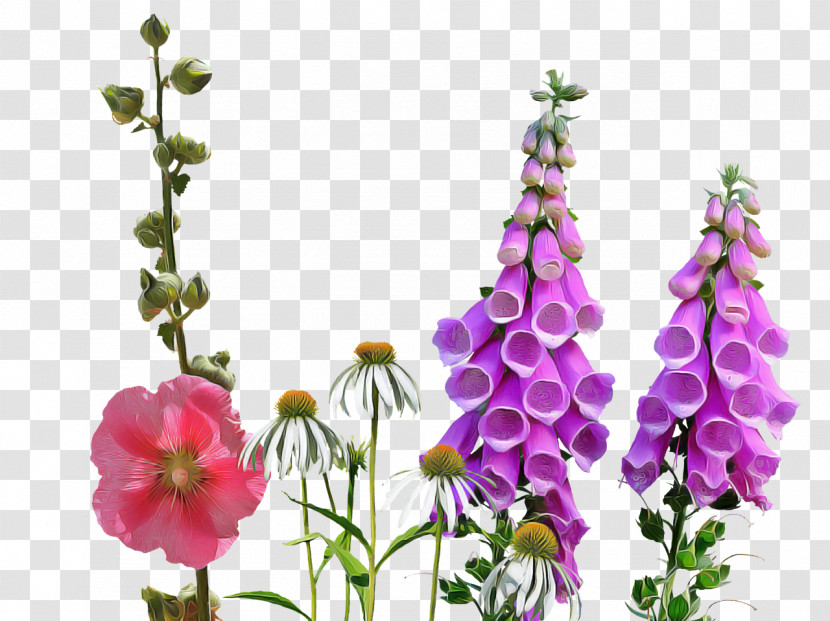 Flower Plant Digitalis Petal Delphinium Transparent PNG