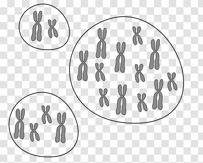 Poliploidalność Ploidy Aploidia Cell Diploidi - Material - Eukaryote Transparent PNG