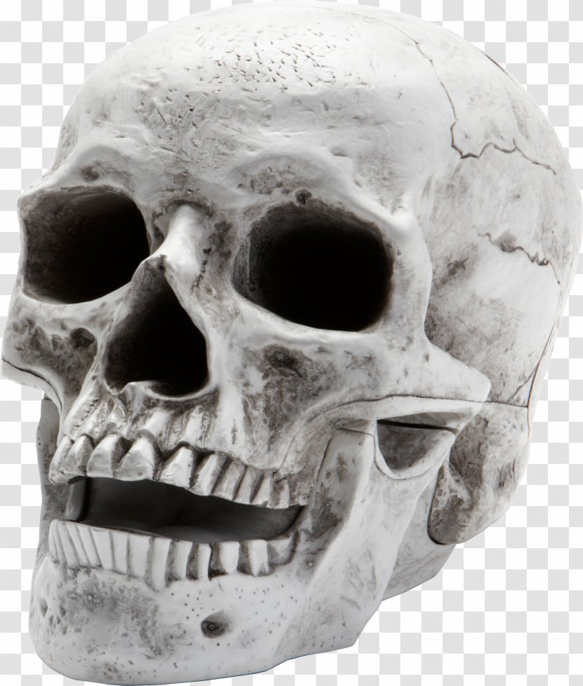 Skull Skeleton - Human - Image Transparent PNG