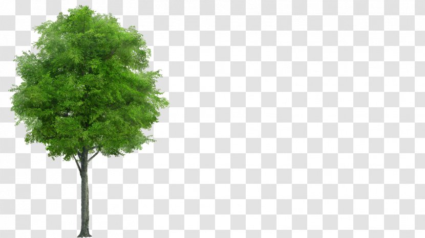 Neem Tree - Architectural Rendering Transparent PNG