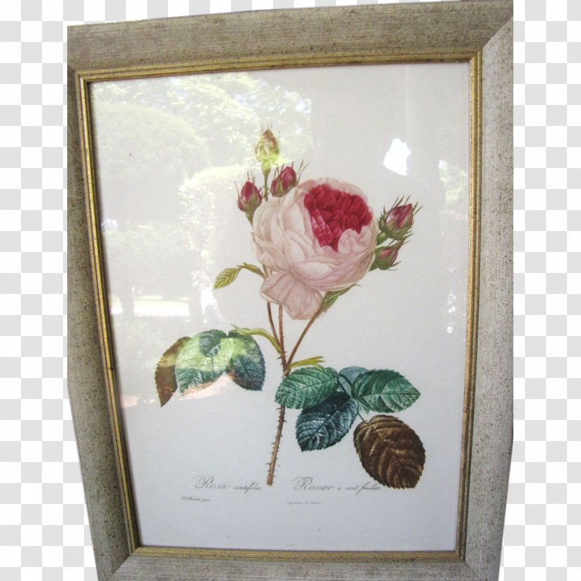 Floral Design Roses Still Life Photography Rose Family - Pollinator Transparent PNG