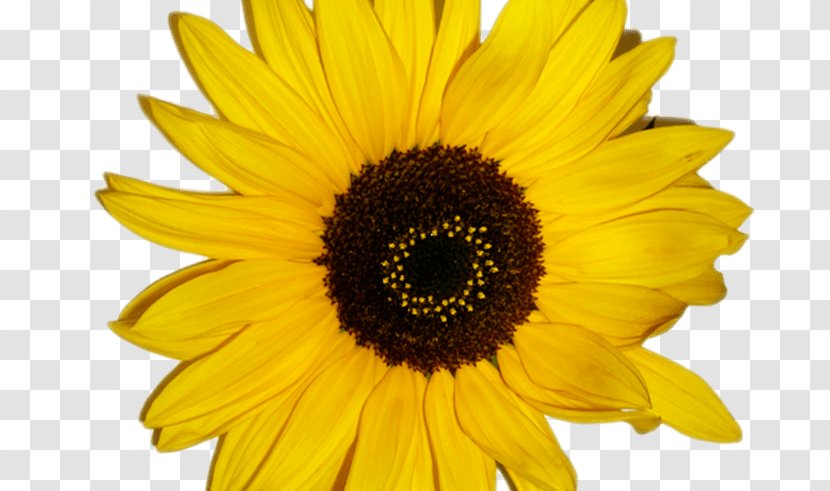 Common Sunflower Vector Graphics Drawing Illustration - Red - Cartoon Transparent PNG