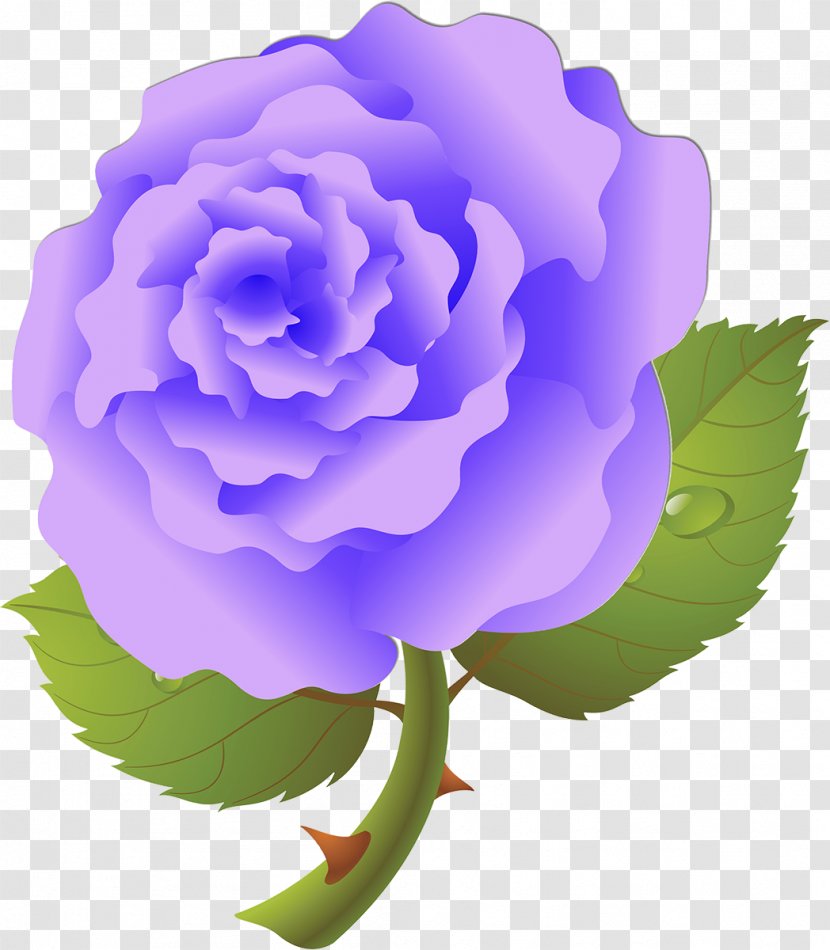 Centifolia Roses Garden Rosaceae Purple Violet - Flowering Plant - Lilac Transparent PNG