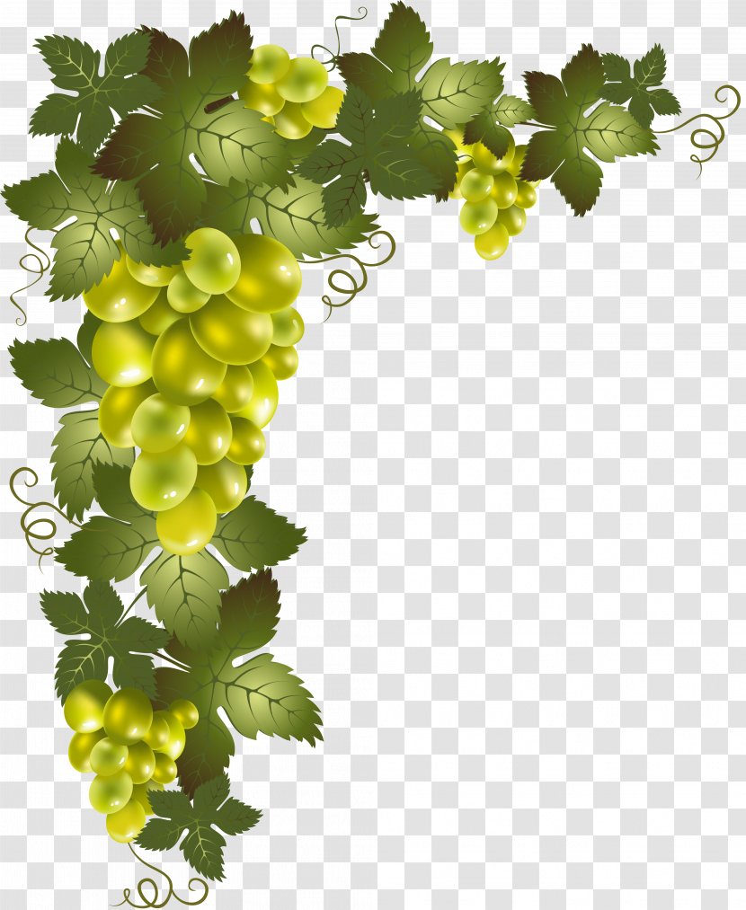 Grapevines Clip Art - Vine - Grapes Transparent PNG