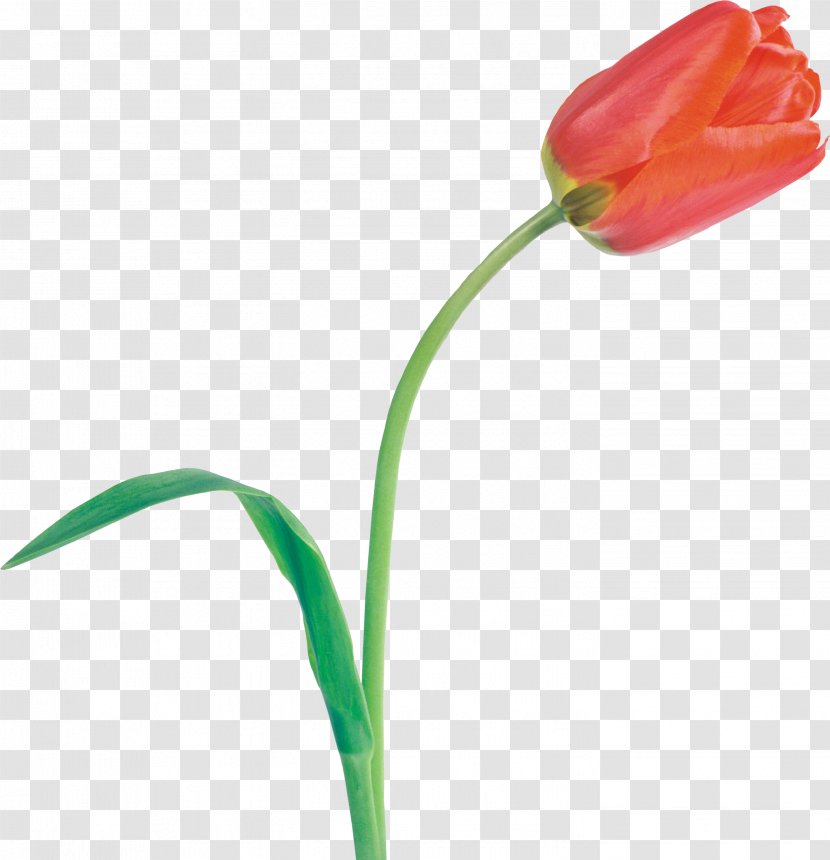 Tulip Cut Flowers Plant Stem - Cartoon Transparent PNG