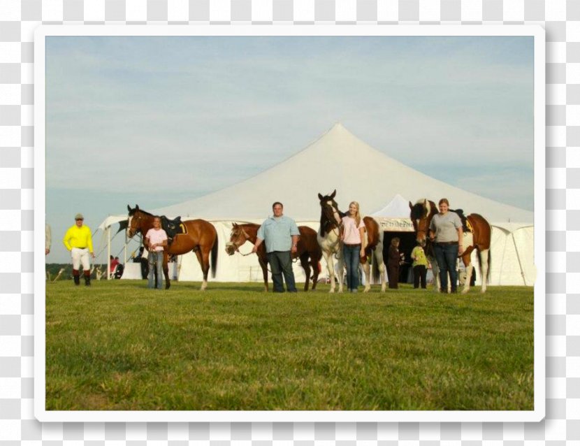 Mare Mustang Equestrian Ranch Farm - Loudoun County Transparent PNG