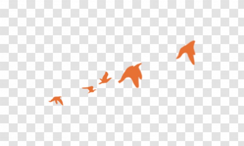 Rock Dove Columbidae Orange - Bird Decorative Pattern Transparent PNG