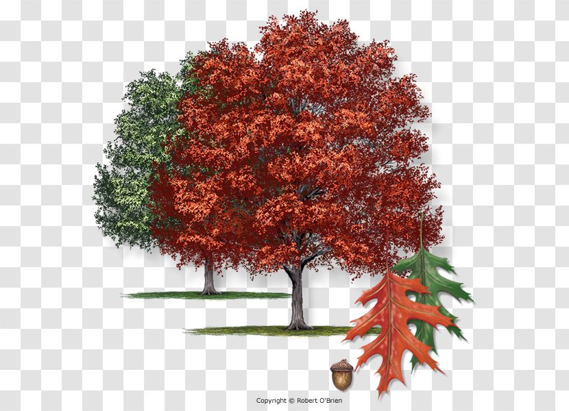 Quercus Shumardii Northern Red Oak Southern Live Ceratocystis Fagacearum Tree - Marilandica Transparent PNG