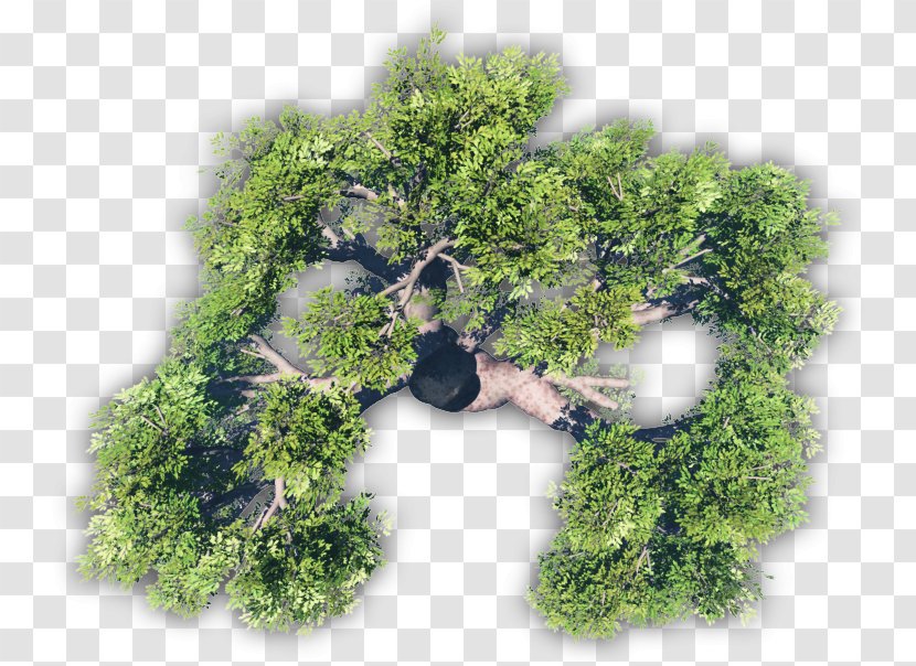 Tree - Grass Transparent PNG