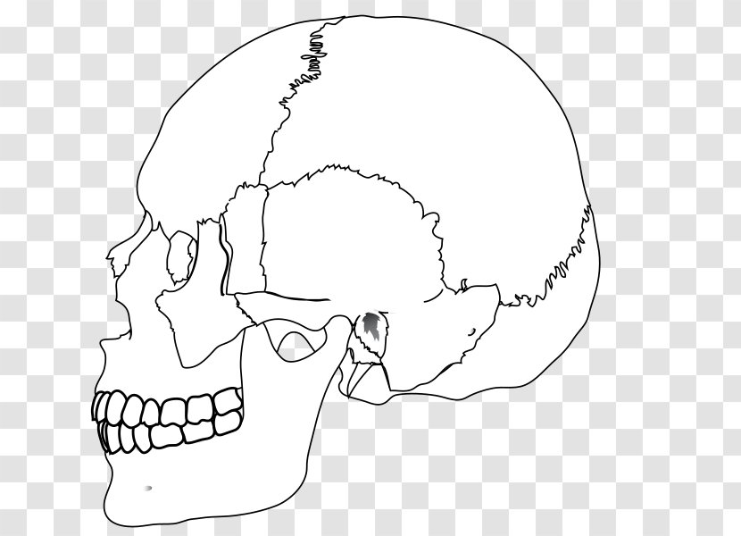 Human Skull Nasal Bone Body - Heart - Color Transparent PNG