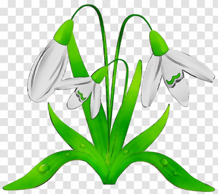 Clip Art Image Cartoon - Amaryllis Family - Wildflower Transparent PNG