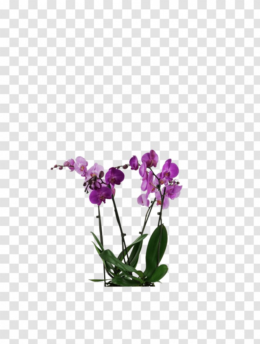 Moth Orchids Plants Cut Flowers Plant Stem - Violet - Schmetterlingsorchidee Transparent PNG