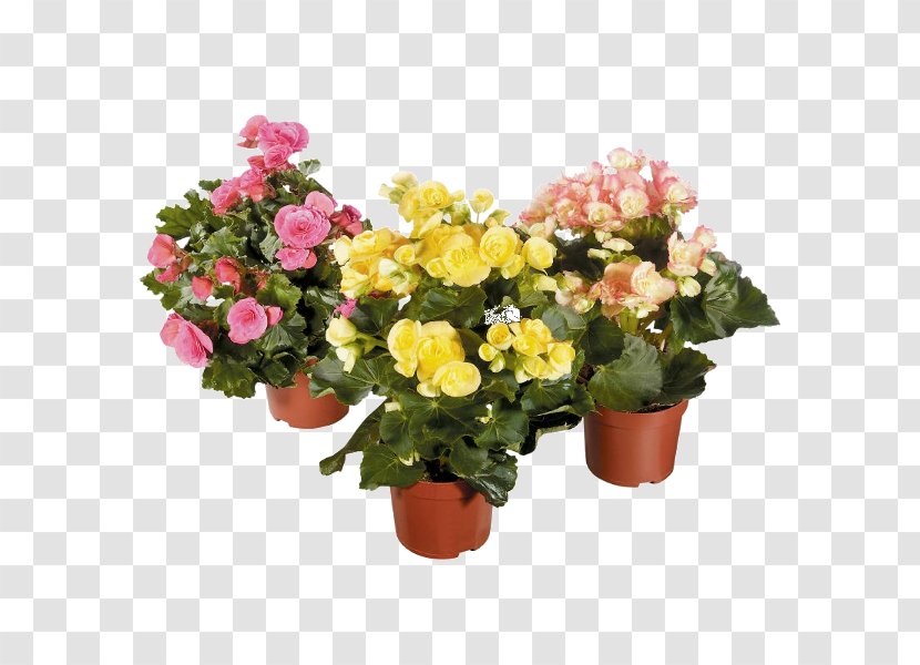 Elatior Begonia Houseplant Hybrid Floral Design - Flowerpot - Plant Transparent PNG