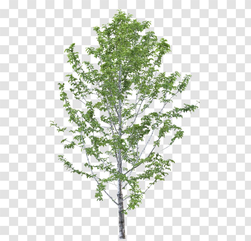 Birch Indian-almond Tree Plants Leaf - Yv Transparent PNG